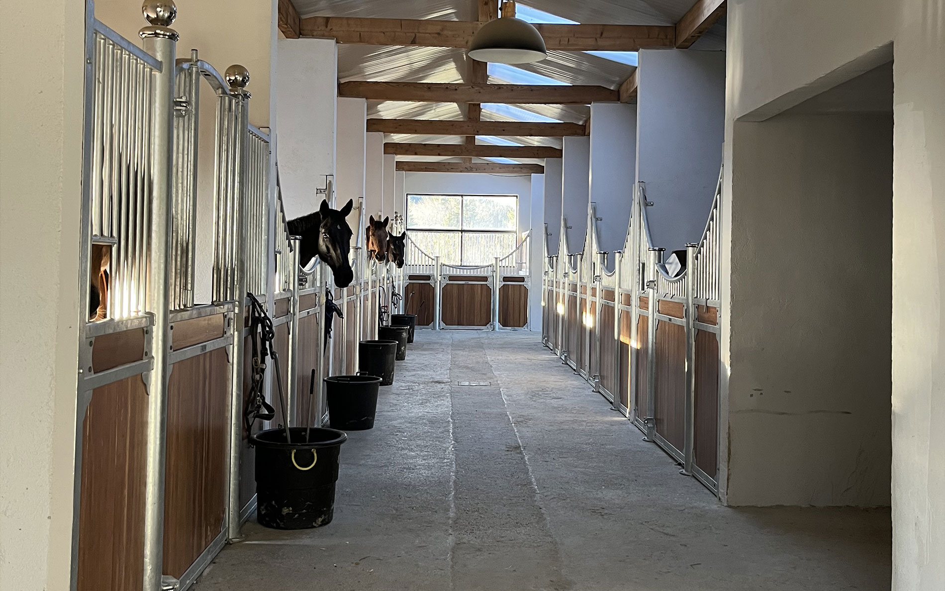 Chevaux &agrave; vendre