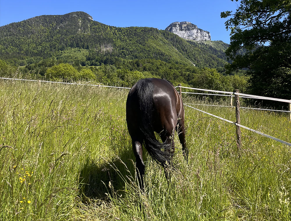 Cheval dans prairie au parmelan