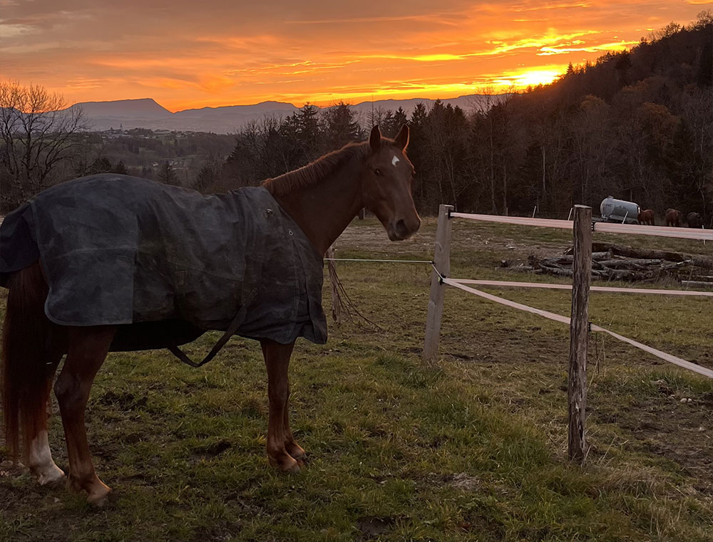 Cheval heureux au parmelan