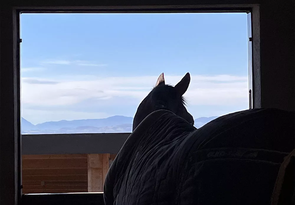 Contacter les Ecuries